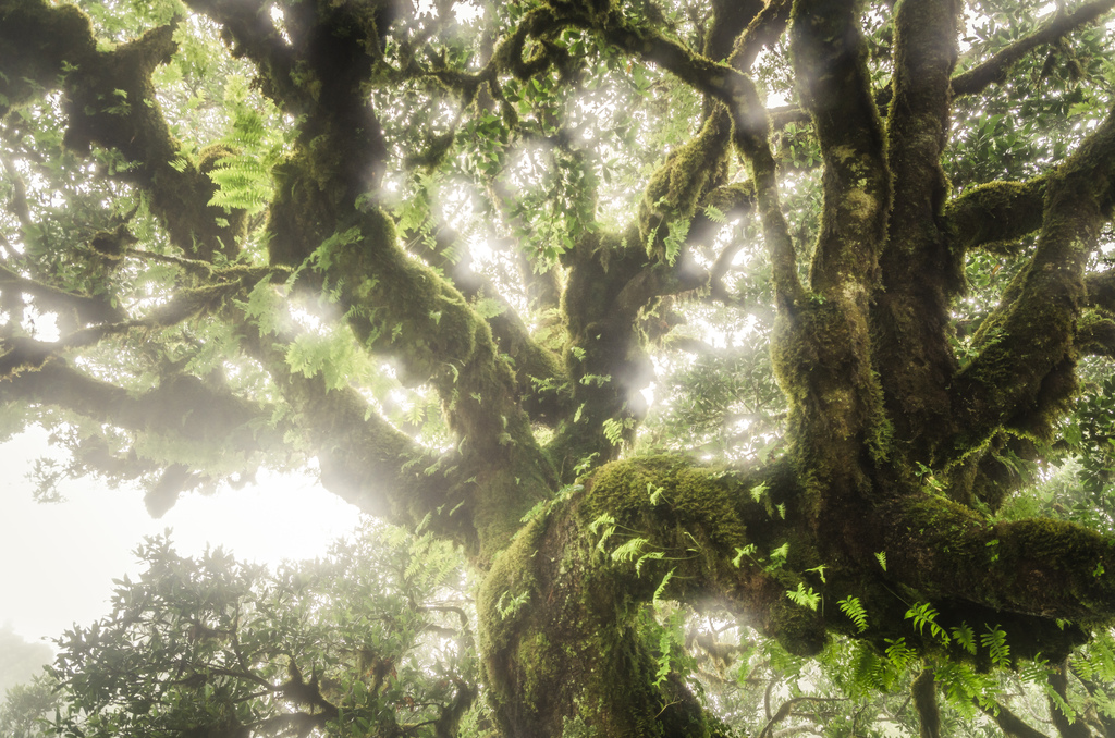 Andre Muschick Multivision Fanal Lorbeerwald in Madeira